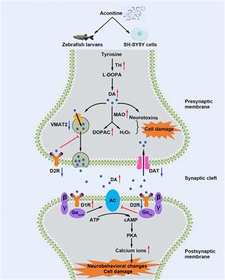 <mark class="highlighted">Dopamine Homeostasis</mark> Imbalance and Dopamine Receptors-Mediated AC/cAMP/PKA Pathway Activation are Involved in Aconitine-Induced Neurological Impairment in Zebrafish and SH-SY5Y Cells